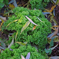 Endivien Salat Grüner Escariol (Cichorium endivia) Samen