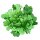 Endivien Salat Grüner Escariol (Cichorium endivia) Samen