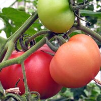 Fleischtomate St. Pierre (Solanum lycopersicum) Samen