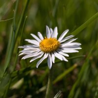 Gänseblümchen (Bellis perennis) Samen