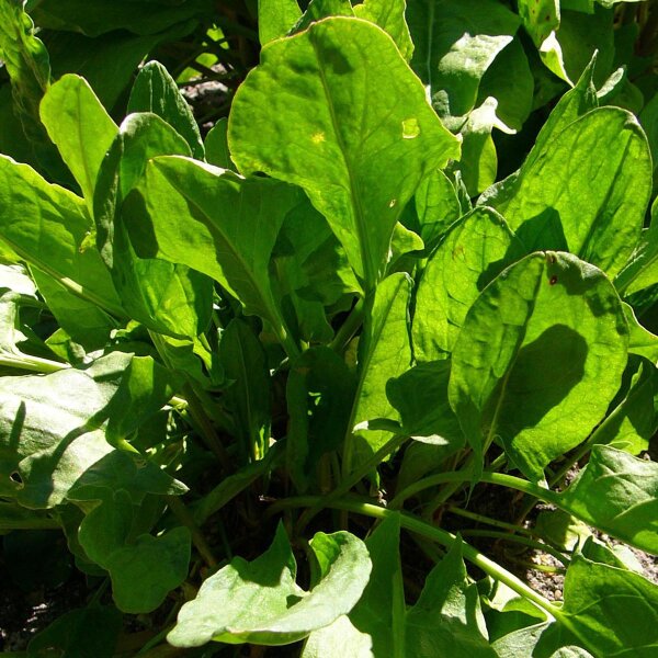 Großer Sauerampfer (Rumex acetosa) Samen