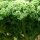 Grünkohl Lerchenzungen (Brassica oleracea convar. acephala var. sabellica) Samen