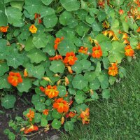 Kapuzinerkresse (Tropaeolum majus) Samen