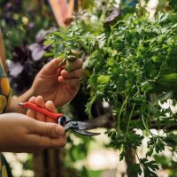 Urbanes Gartenglück - Bio-Saatgut-Vermehrungsset für alle Stadtgärtner*innen