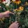 Unsere Pflanzenlieblinge: Stauden & Sommerblumen für Blumenfans (Bio) - Samen-Geschenkset