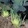 Kohlrabi Superschmelz (Brassica oleracea var. gongylodes) Samen