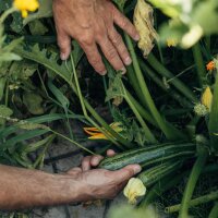 Unsere Pflanzenlieblinge: Mediterranes Gemüse für Selbstversorger*innen (Bio) - Samenset