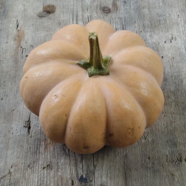 Muskatkürbis Muscade de Provence (Cucurbita moschata) Samen