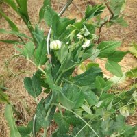 Markerbse Wunder von Kelvedon (Pisum sativum L. convar....