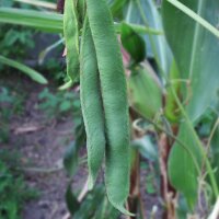 Prunkbohne / Feuerbohne Preisgewinner (Phaseolus coccineus) Samen