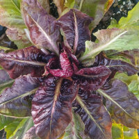 Radicchio Palla Rossa (Cichorium intybus var. foliosum) Samen