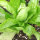 Radicchio Palla Rossa (Cichorium intybus var. foliosum) Samen