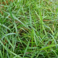 Sweetgrass / Mariengras (Hierochloe odorata) Bio Saatgut