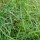 Sweetgrass / Mariengras (Hierochloe odorata) Bio Saatgut