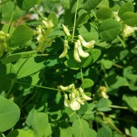 Erbsenwicke (Vicia pisiformis) Samen