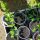 Erbsenwicke (Vicia pisiformis) Samen