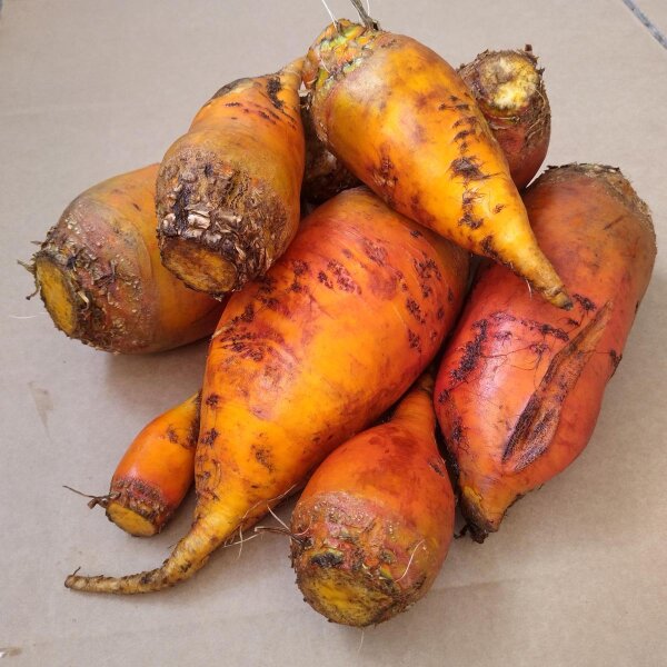 Runkelrbe / Futterrbe 'Brigadier' (Beta vulgaris var. rapacea) Samen