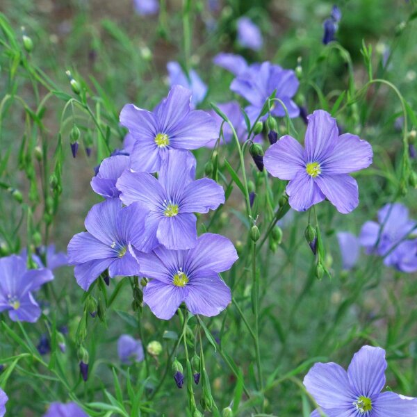 Stauden-Lein (Linum perenne)  Samen