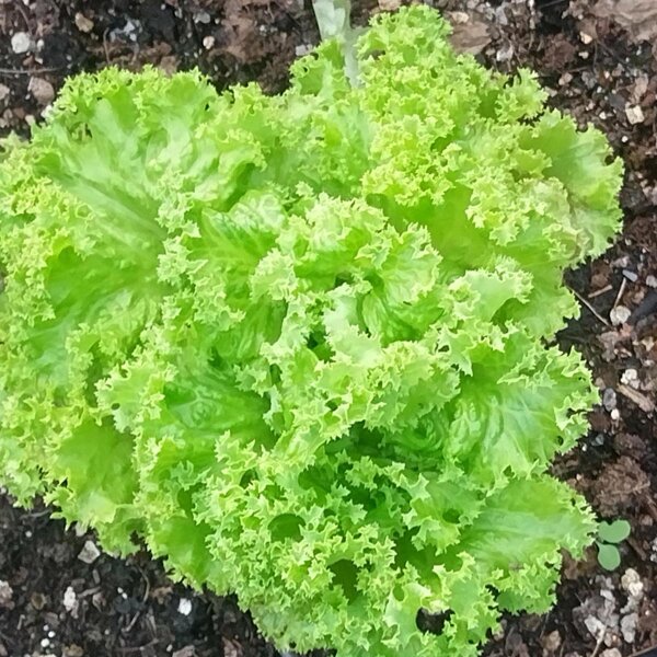 Schnittsalat Lollo Bionda (Lactuca sativa var. crispa) Samen