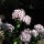 Bartnelke Sweet William (Dianthus barbatus) Samen