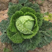 Wirsing Vertus (Brassica oleracea convar. capitata var....