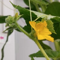 Gurke Marketmore’ (Cucumis sativus) Samen