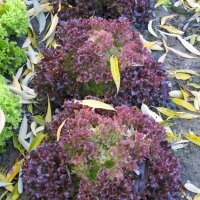 Pflücksalat Lollo Rosso (Lactuca sativa var. crispa)...