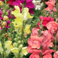 Löwenmäulchen (Antirrhinum majus)  Samen