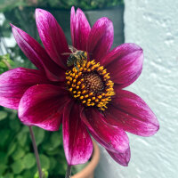 Niedriger Dahlien-Mix (Dahlia variabilis)  Samen