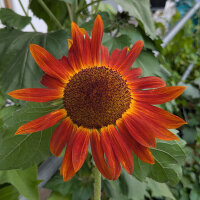 Rotbraune Sonnenblume Autumn Beauty (Helianthus annuus) Samen
