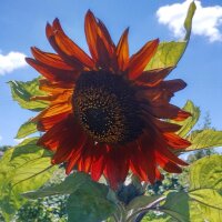 Sonnenblume Autumn Beauty (Helianthus annuus) Samen