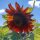 Rotbraune Sonnenblume Autumn Beauty (Helianthus annuus) Samen