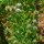 Schabzigerklee (Trigonella caerulea) Samen