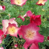 Kalifornischer Goldmohn Carmine King (Eschscholzia...