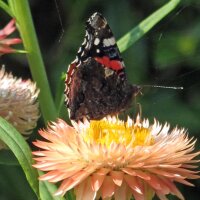 Goldstrohblume / Garten-Strohblume (Xerochrysum bracteatum) Samen