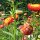 Goldstrohblume / Garten-Strohblume (Xerochrysum bracteatum) Samen