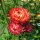 Goldstrohblume / Garten-Strohblume (Xerochrysum bracteatum) Samen