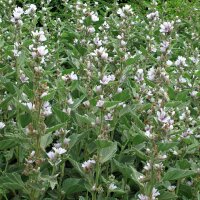 Echter Eibisch (Althaea officinalis)  Samen