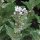 Echter Eibisch (Althaea officinalis)  Samen