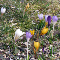 Frühlings-Krokus (Crocus vernus)