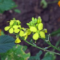 Schwarzer Senf (Brassica nigra) Samen