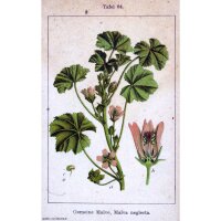 Weg-Malve (Malva neglecta) Bio Saatgut