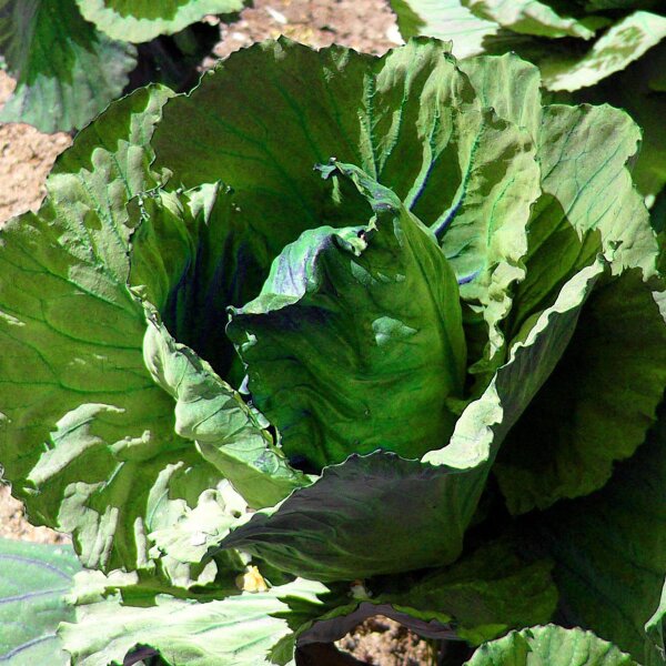 Weißkohl Marner Lagerweiß (Brassica oleracea) Samen