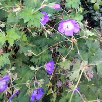 Wiesen-Storchschnabel (Geranium pratense) Samen