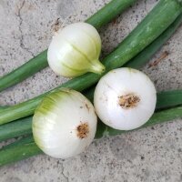 Pariser Silberzwiebel Blanc de Paris (Allium cepa) Samen