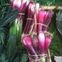 Rote Lauchzwiebel (Allium fistulosum) Samen