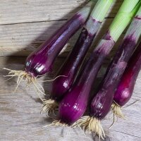 Rote Lauchzwiebel (Allium fistulosum) Samen