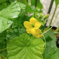 Cantaloupe Melone Charentais (Cucumis melo) Samen