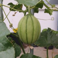 Cantaloupe Melone Charentais (Cucumis melo) Samen