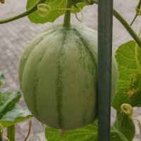 Cantaloupe Zuckermelone Charentais (Cucumis melo) Samen